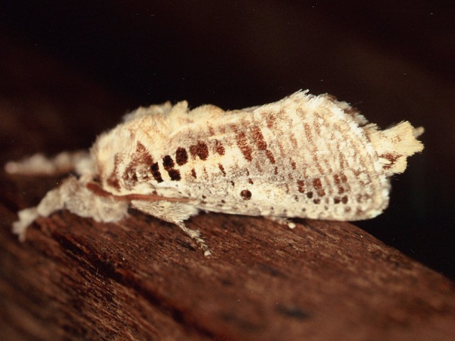 Teragra althodes African Moths